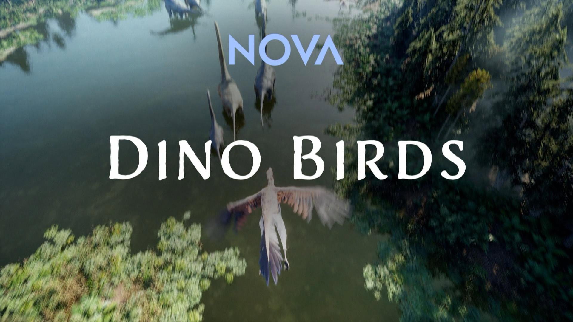 Dino Birds