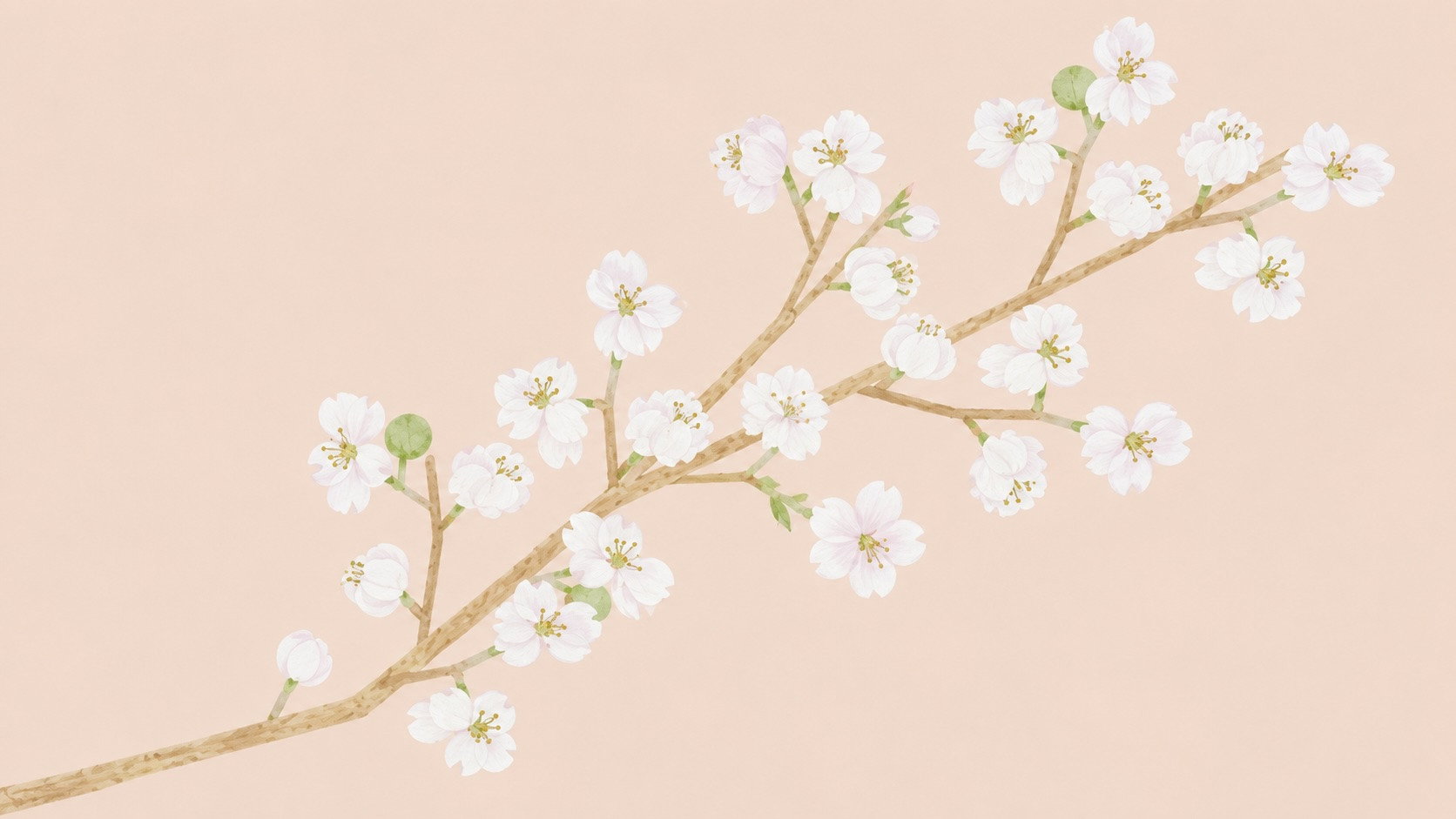 Blossom
