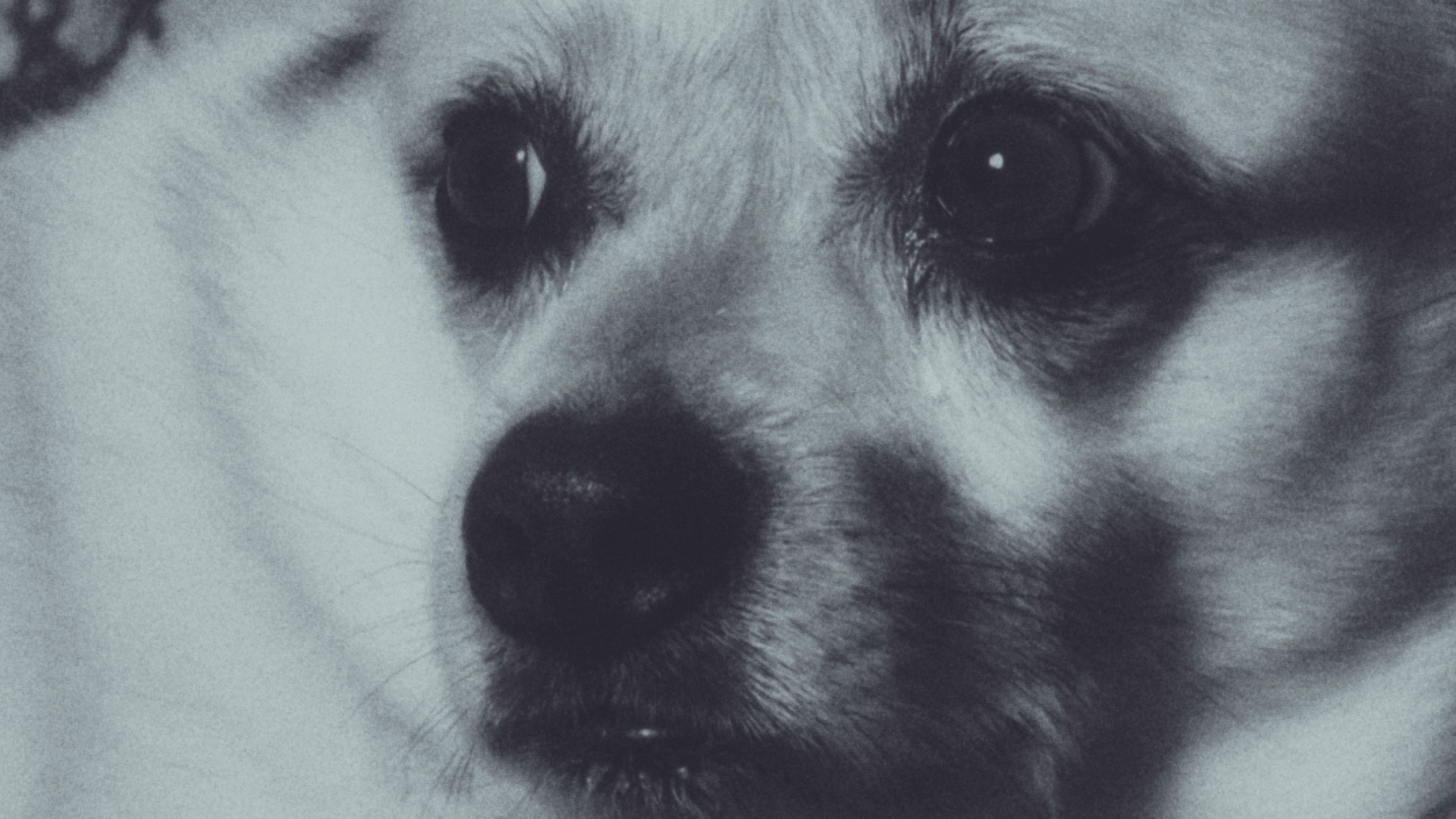Adeline The Dog!
