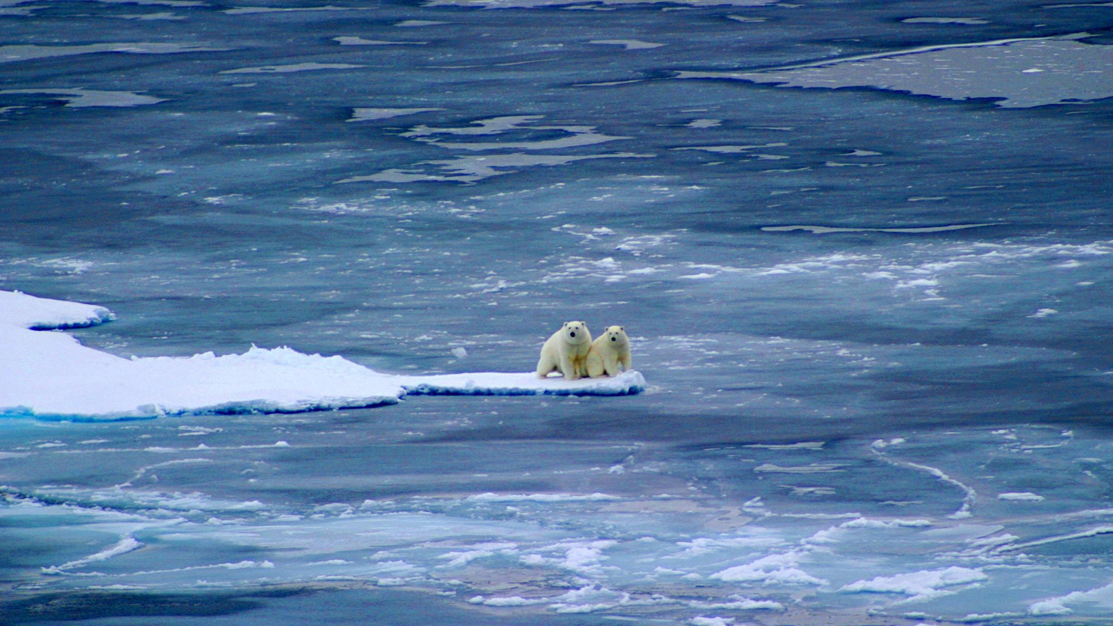 Polar Bear: Spy on the Ice