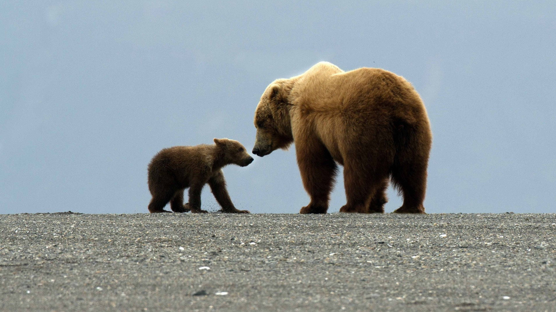 Great Bear Stakeout