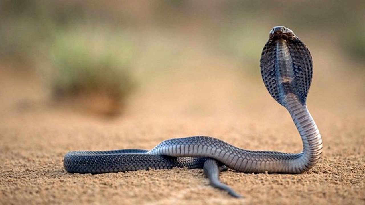 One Million Snake Bites