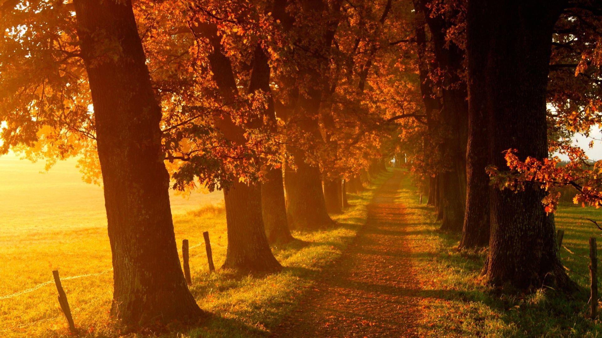 Voir l'automne, une saison en France