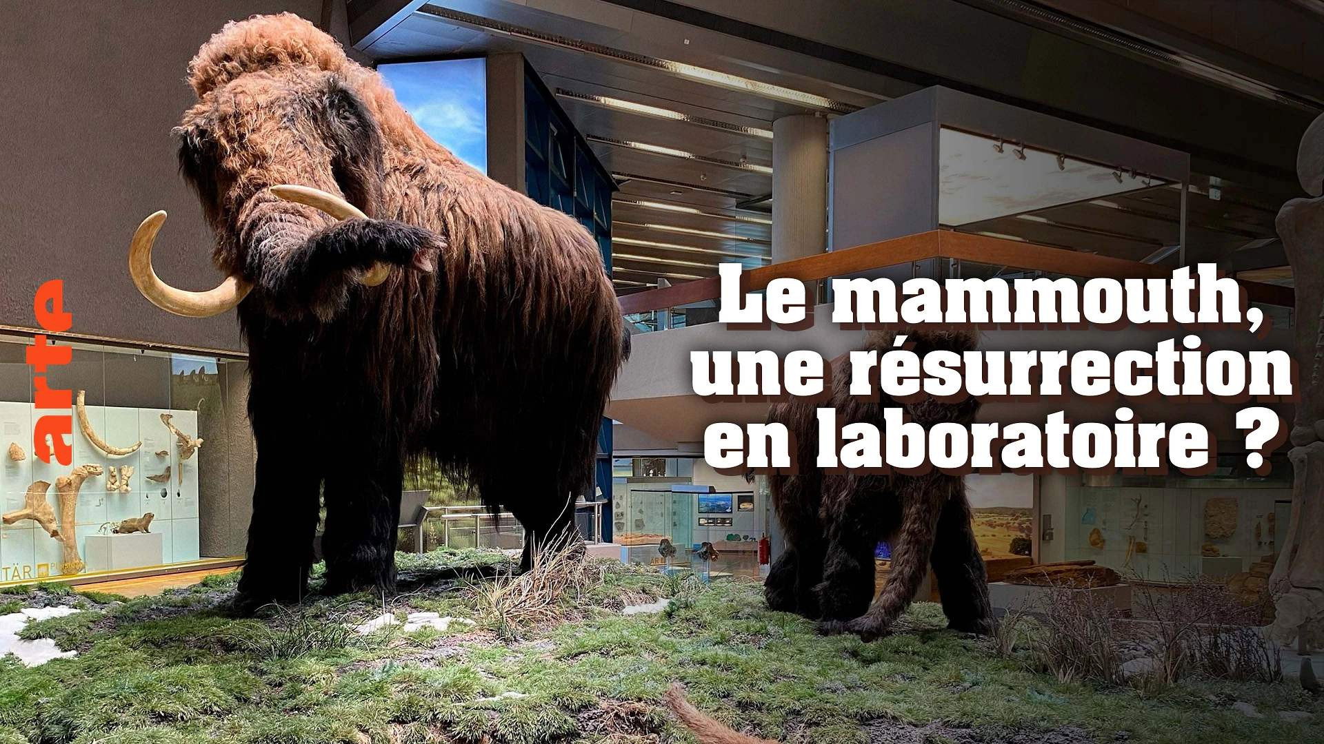 Ein Mammut-Projekt – Wiedergeburt ausgestorbener Arten