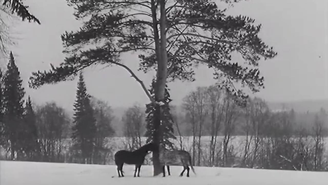 The Horse Walker