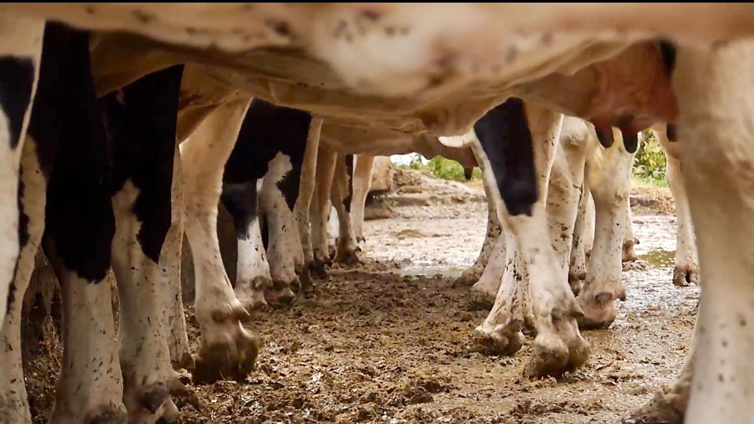 Cows With No Name