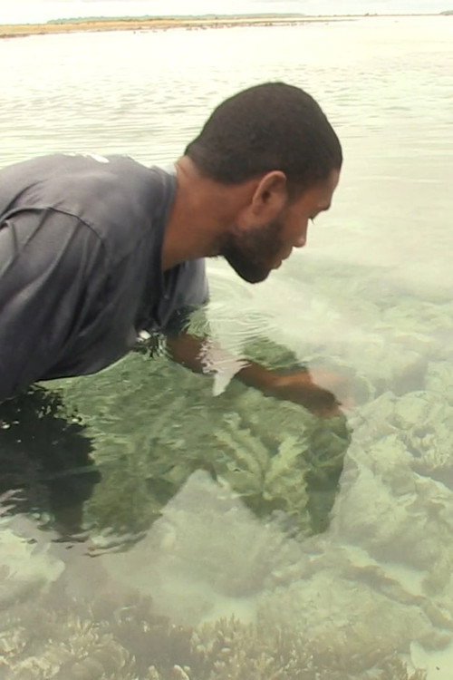 Pileni paualala. Dried giant clams in the Reef Islands