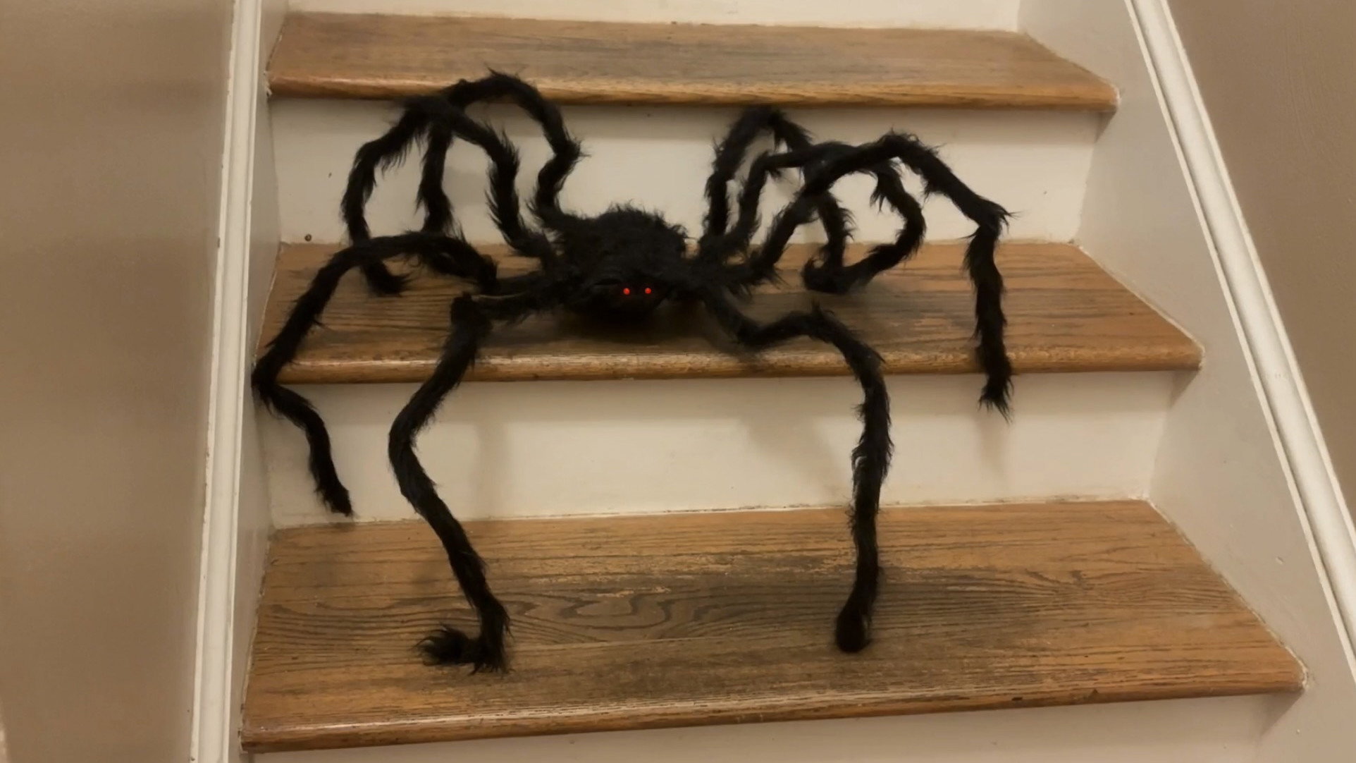 Superficial Survey of a Spider