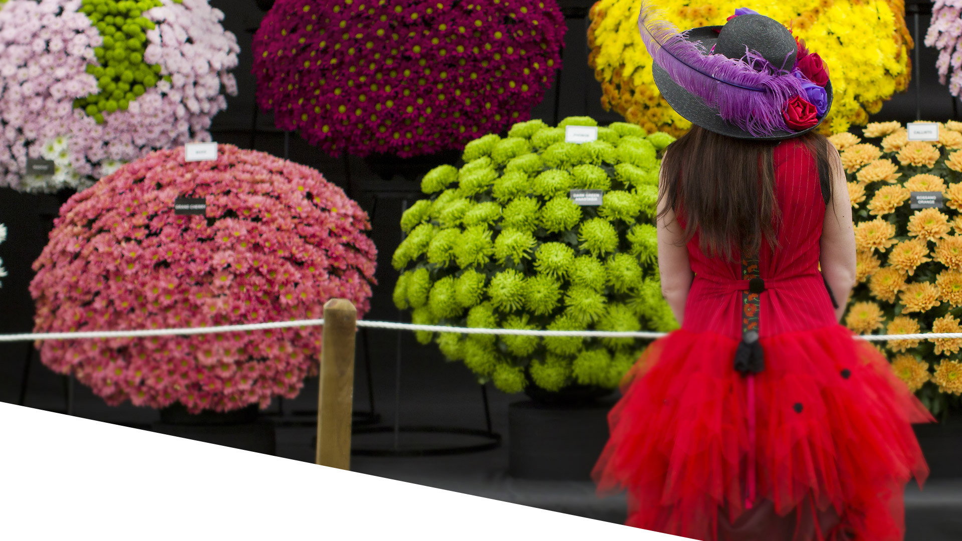 RHS Chelsea Flower Show