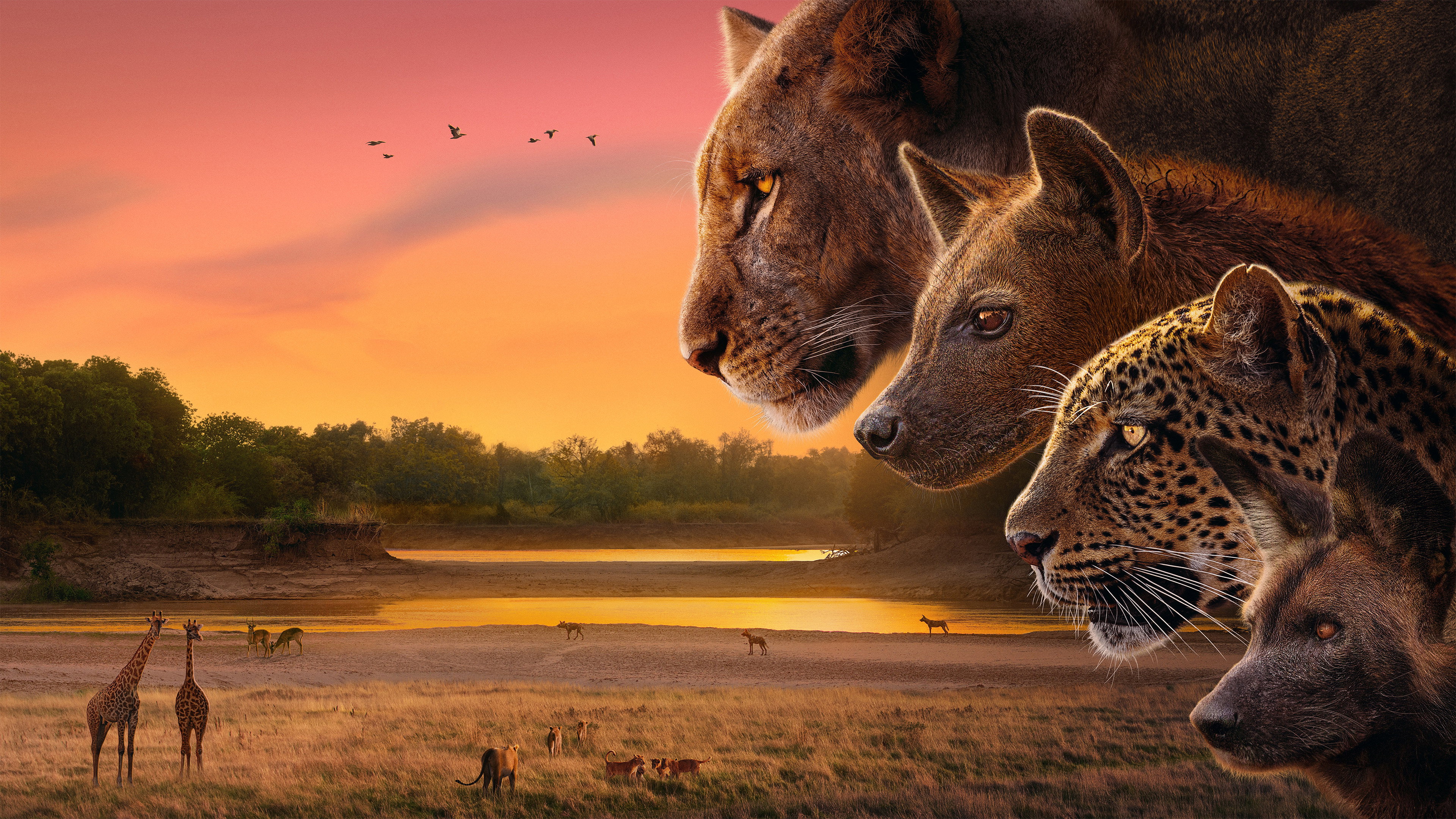 Kingdom