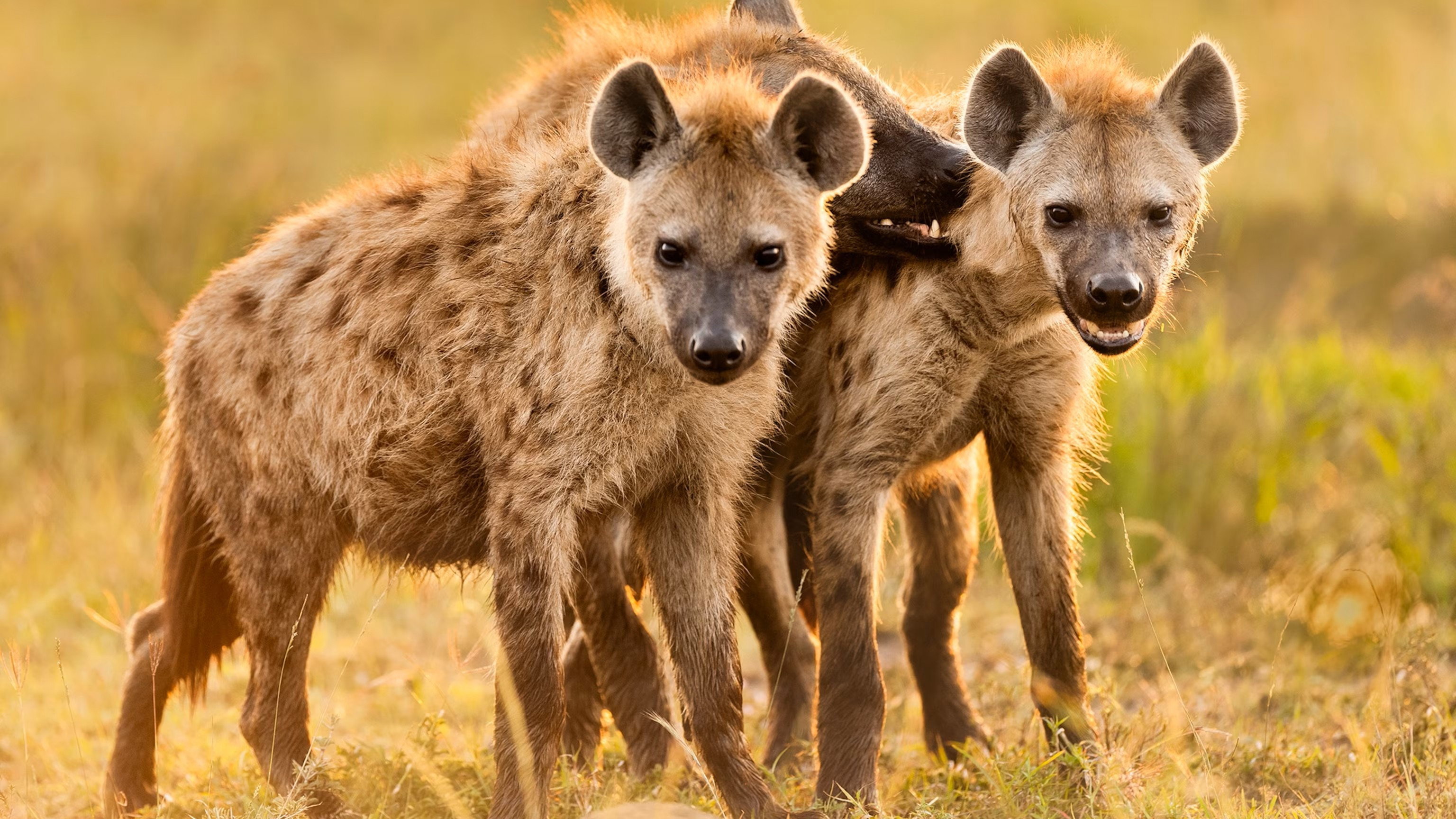 Hyena Coast
