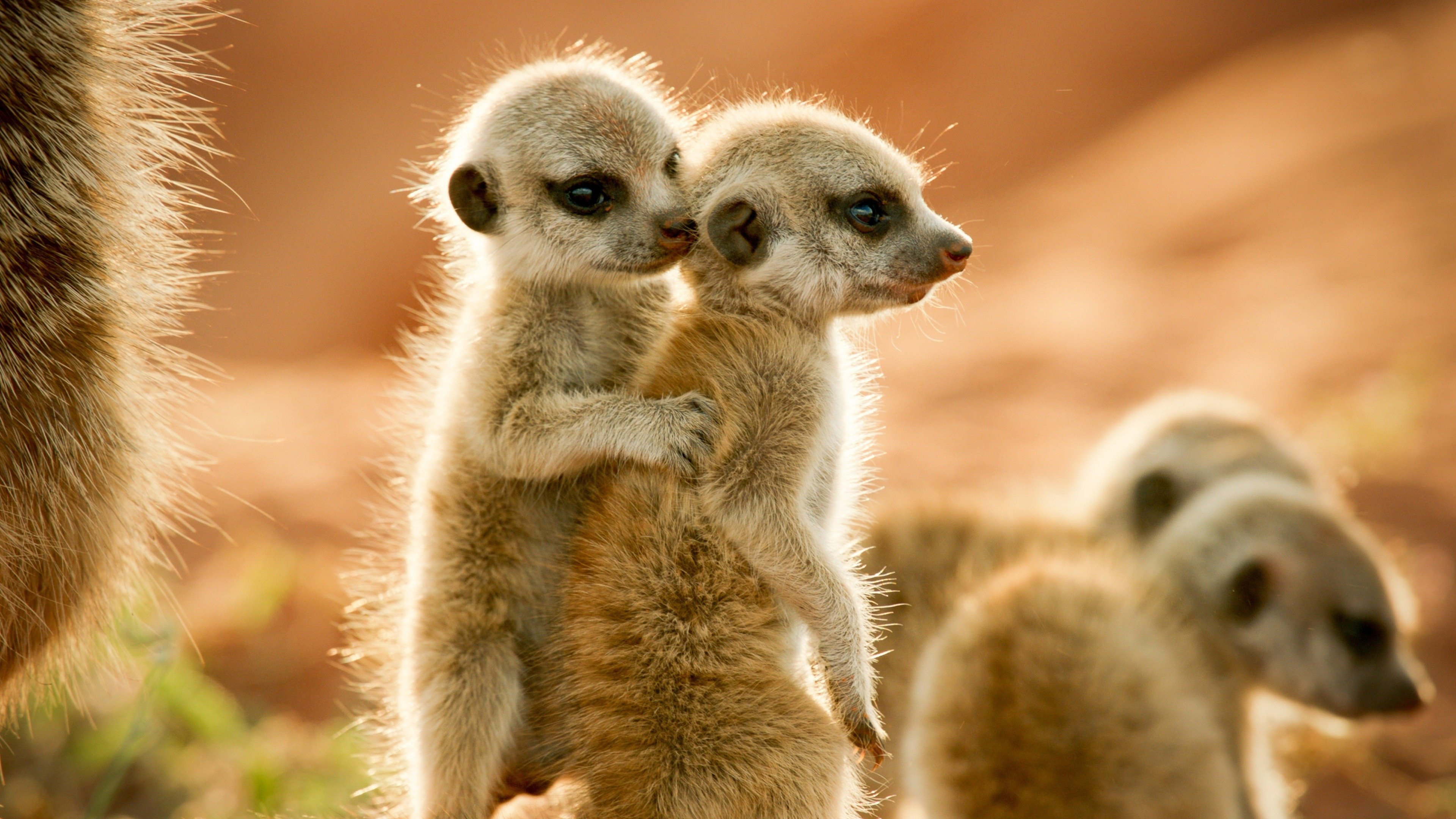 Wild Animals Babies