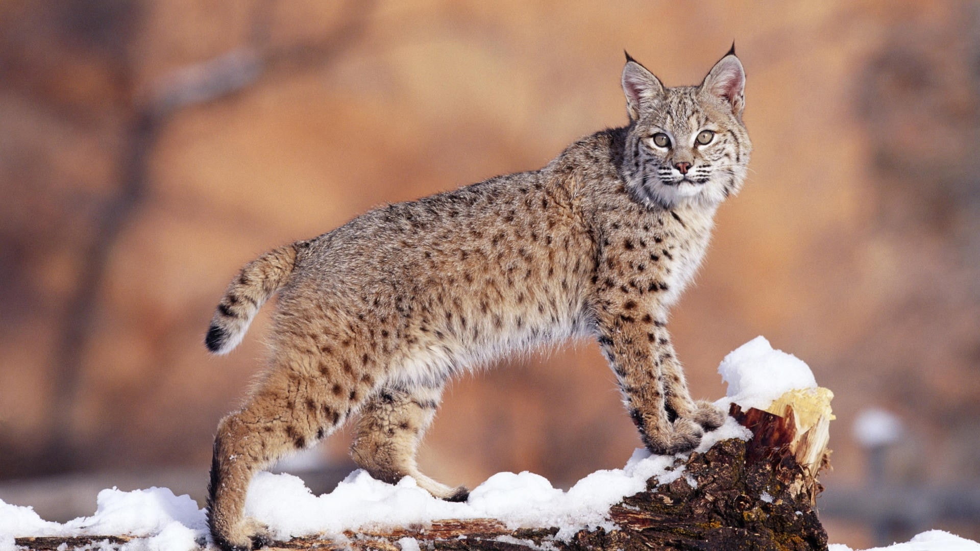Lynx - Close Up